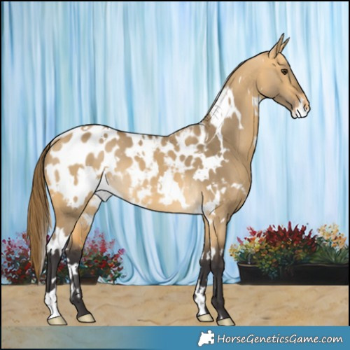 Horse Color:White Spotted Buckskin Dun Blanket