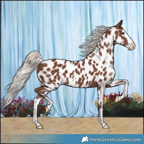 Horse Color:White Spotted Silver Black Splash Near Leopard 