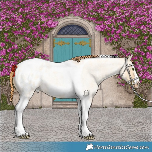 Horse Color:Gold Champagne Roan Dun Splash Tobiano Frame Blanket Rabicano