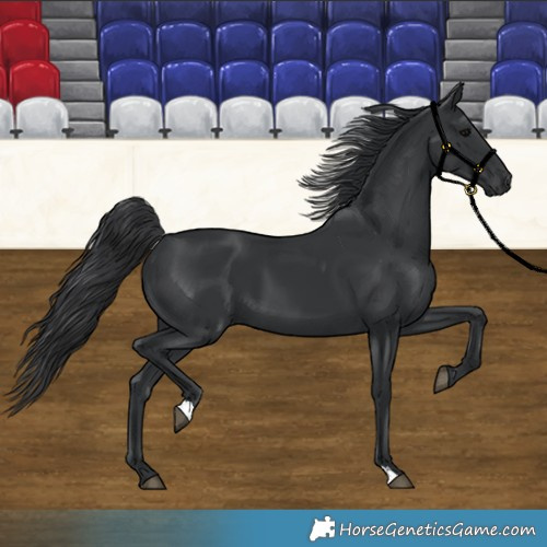 Horse Color:Black 