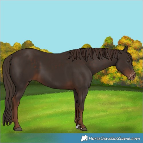 Horse Color:Liver Chestnut and Liver Chestnut Appaloosa