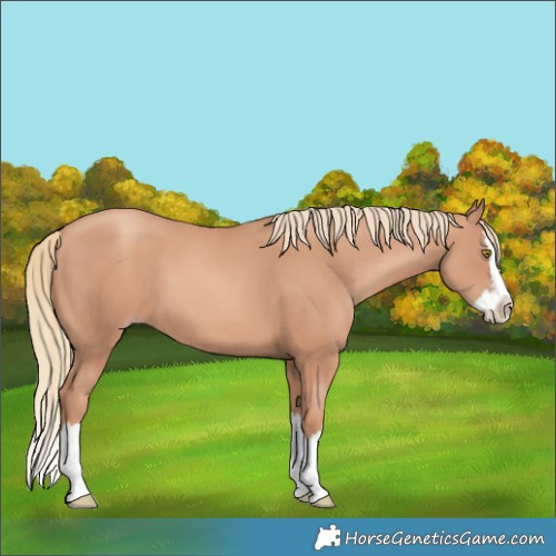 Horse Color:Gold Champagne Splash