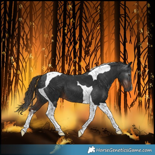 Horse Color:Gray Liver Chestnut Tobiano