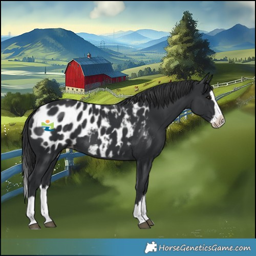 Horse Color:Black Splash Blanket