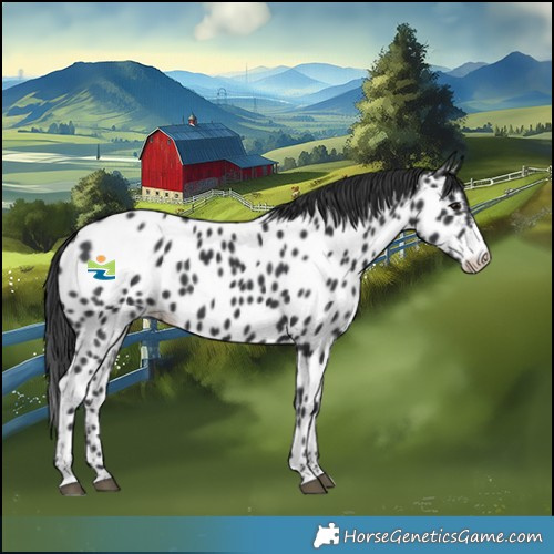 Horse Color:Black Sabino Near Leopard 
