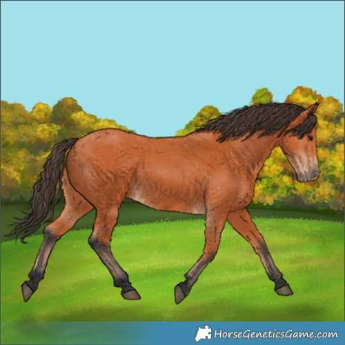 Horse Color:Bay 