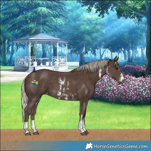 Horse Color:Gray Silver Black Sabino Varnish