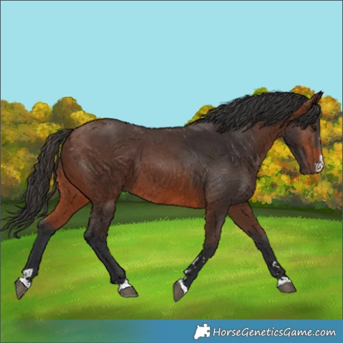 Horse Color:Brown
