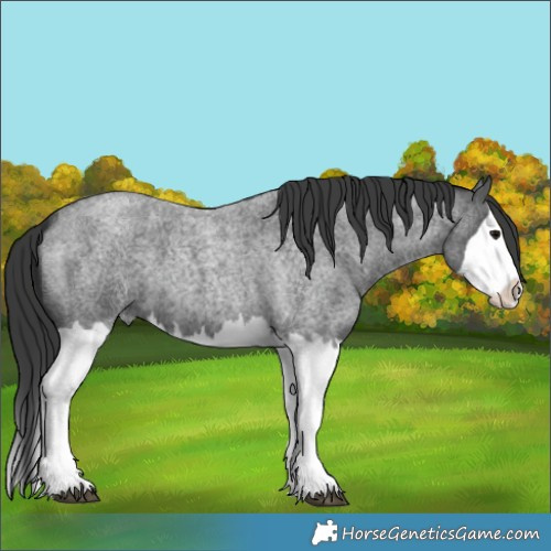 Horse Color:Blue Roan Splash 