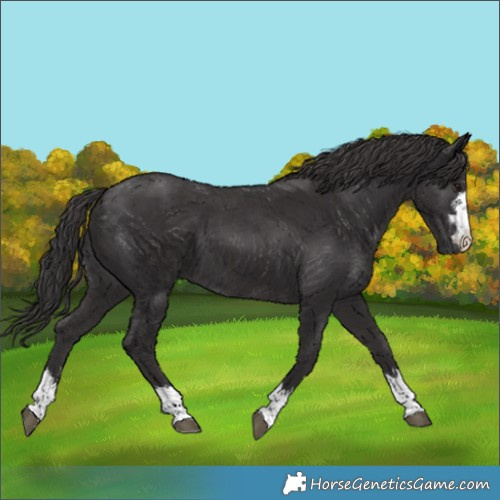 Horse Color:Smoky Black and Smoky Black