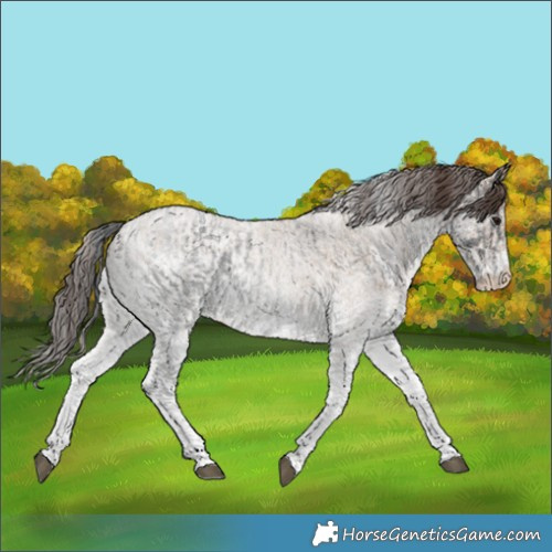 Horse Color:White Spotted Blue Roan Rabicano and White Spotted Classic Champagne Roan Rabicano