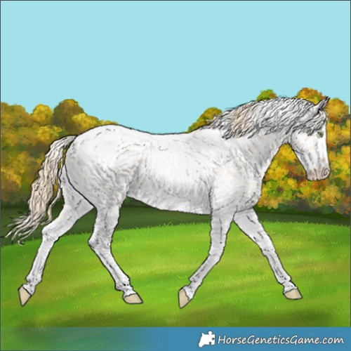 Horse Color:Gold Champagne Roan Dun Splash Tobiano Frame Near Leopard Rabicano