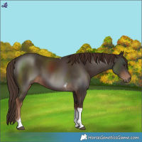 Horse Color:Liver Chestnut Tobiano 