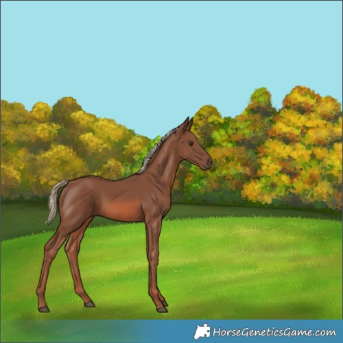 Horse Color:Chestnut Mushroom