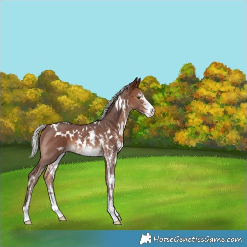 Horse Color:White Spotted Silver Bay Mushroom Sabino