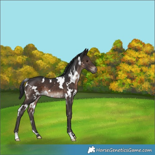 Horse Color:White Spotted Brown Mushroom 
