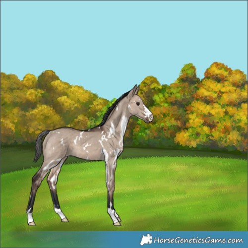 Horse Color:White Spotted Brown Dun Mushroom