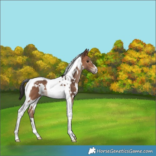 Horse Color:White Spotted Bay Mushroom Tobiano