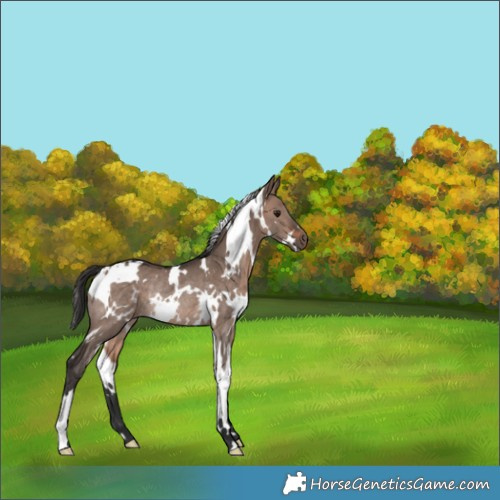 Horse Color:White Spotted Brown Dun Mushroom Rabicano