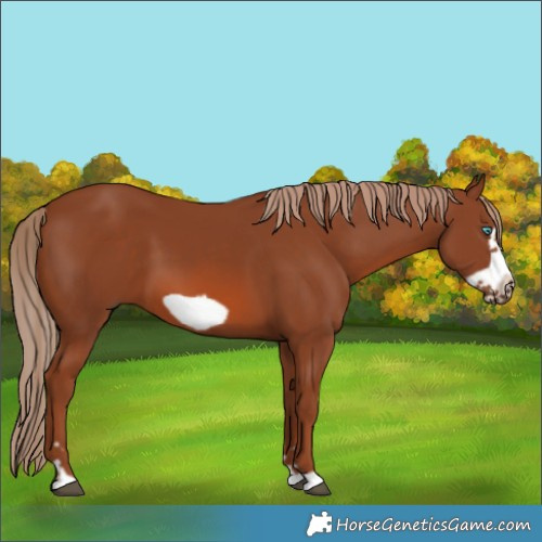 Horse Color:Chestnut Frame