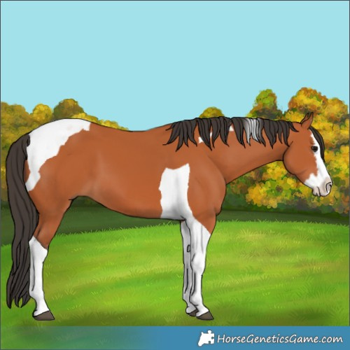 Horse Color:Bay Splash Tobiano 