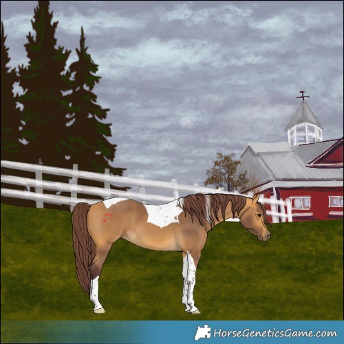 Horse Color:Chocolate Buckskin Tobiano 