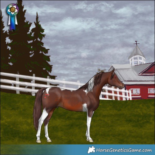 Horse Color:Chocolate Brown Tobiano 