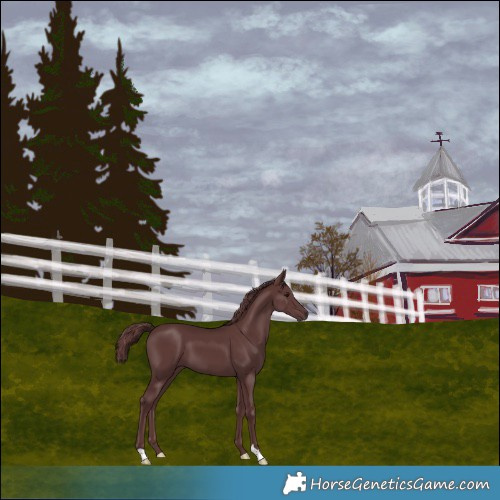 Horse Color:Chocolate Smoky Black