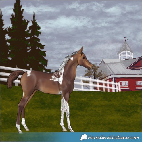 Horse Color:Chocolate Buckskin Tobiano