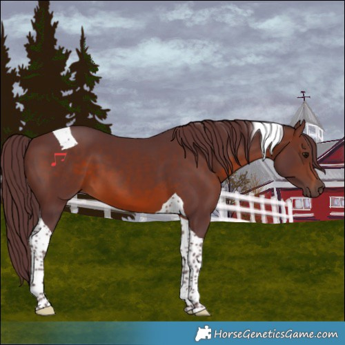 Horse Color:Chocolate Brown Tobiano