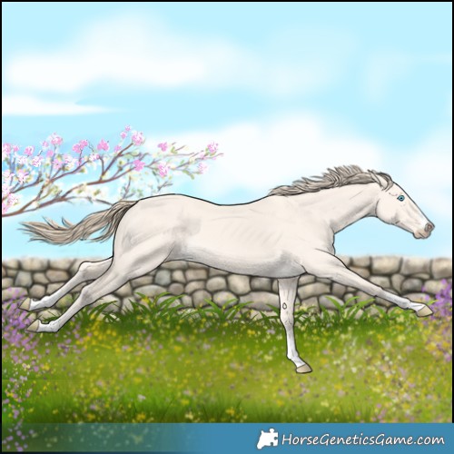 Horse Color:Perlino Dun