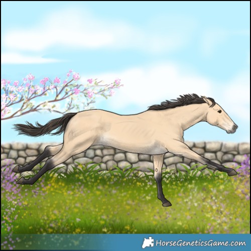 Horse Color:Buckskin
