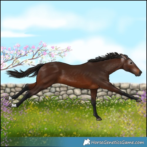 Horse Color:Gray Bay