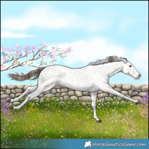 Horse Color:Bay Roan Dun Splash Leopard