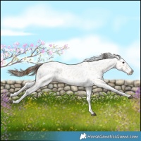 Horse Color:Bay Roan Dun Splash Leopard