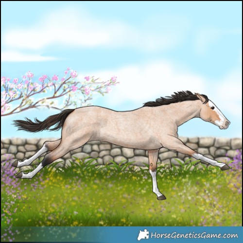 Horse Color:Bay Roan Dun Splash 