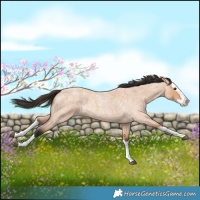Horse Color:Bay Roan Dun Splash