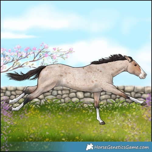 Horse Color:Bay Roan Dun Splash