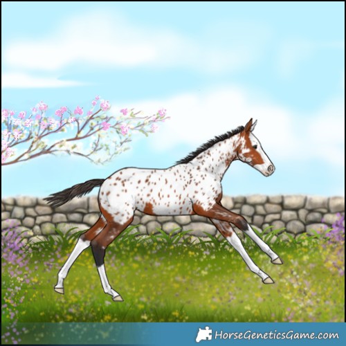 Horse Color:Bay Splash Near Leopard