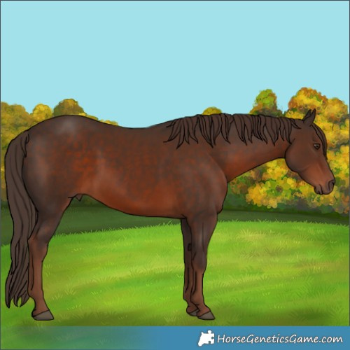 Horse Color:Liver Chestnut