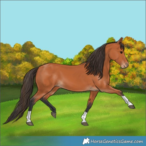 Horse Color:Bay Tobiano
