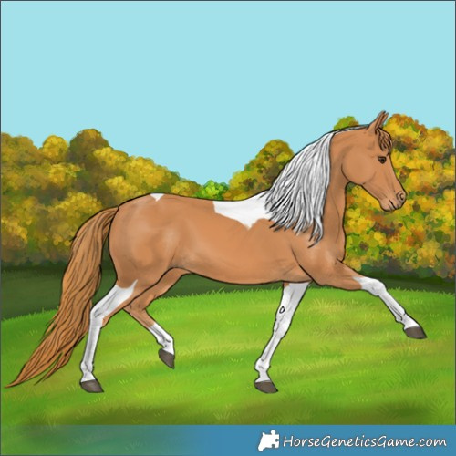 Horse Color:Chestnut Tobiano 