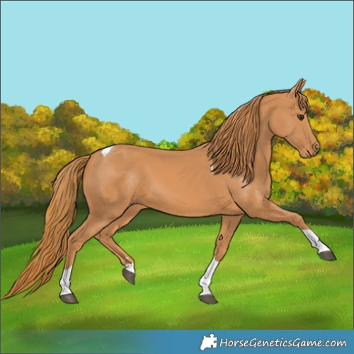 Horse Color:Chestnut Tobiano 