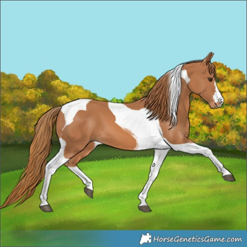 Horse Color:Chestnut Tobiano