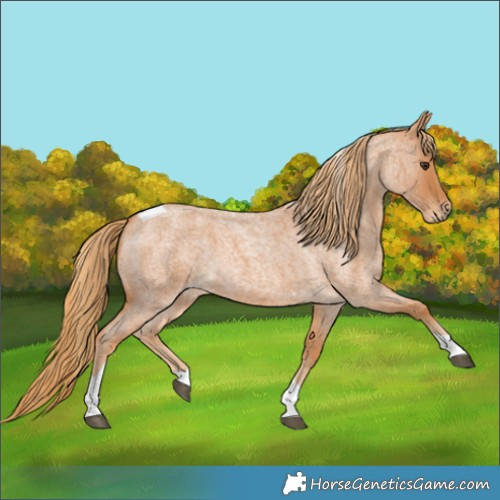 Horse Color:Red Roan Tobiano 