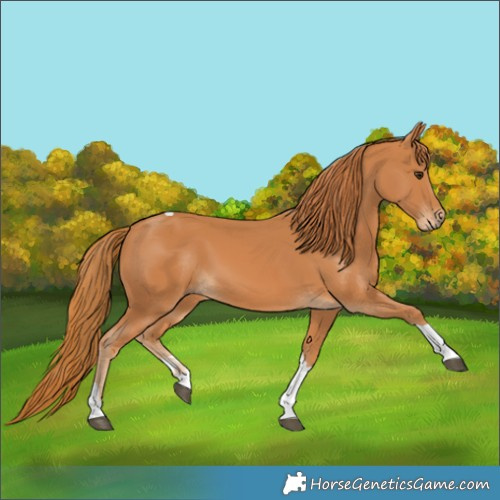 Horse Color:Chestnut Tobiano