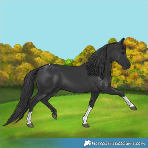 Horse Color:Black Tobiano