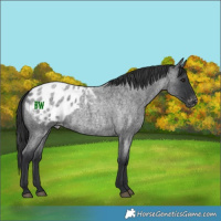 Horse Color:Unknown