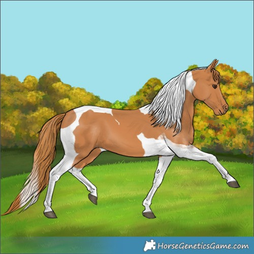 Horse Color:Chestnut Tobiano 