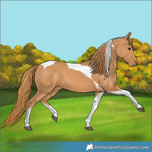 Horse Color:Chestnut Tobiano
